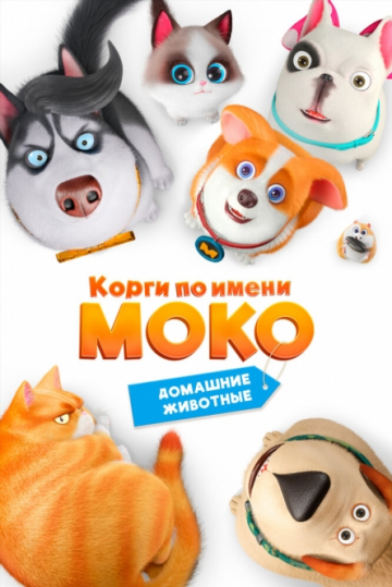 Корги по имени Моко. Домашние животные Корги по имени Моко. Домашние животные
